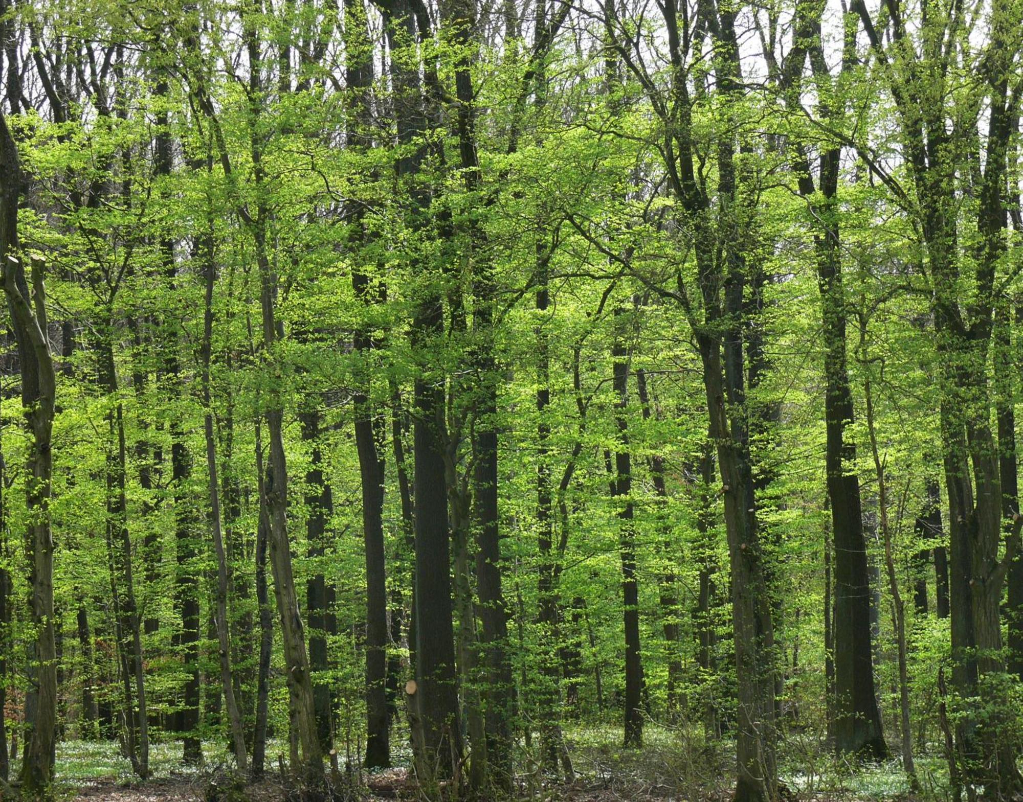 Ferienwohnungen Fischer Strullendorf Extérieur photo